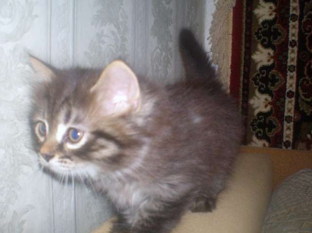 Отдам котёнка Отдам котёнка