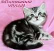  Британские  серебристые клубные котята  из питомника VIVIAN