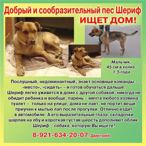 Отдаётся кобель Отдаётся кобель