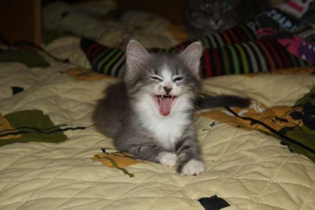 Котята ищут дом. Котята ищут дом.