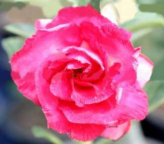 Семена адениума (desert rose, Rosy Adenium) Семена адениума (desert rose, Rosy Adenium)