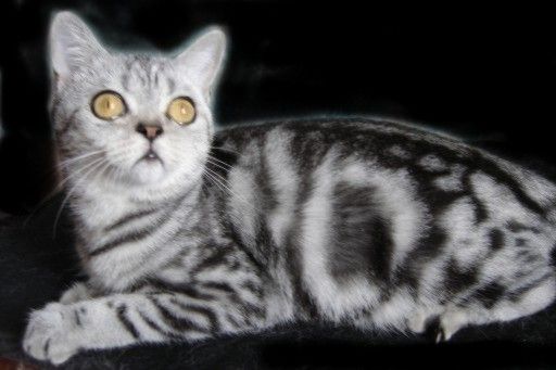 Элитные БРИТАНСКИЕ, СКОТТИШ - ФОЛД и ЭКЗОТЫ котята Элитные БРИТАНСКИЕ, СКОТТИШ - ФОЛД и ЭКЗОТЫ котята