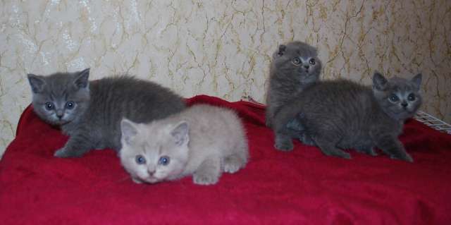 Британские котята Британские котята