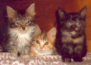 Сибирские котята Сибирские котята