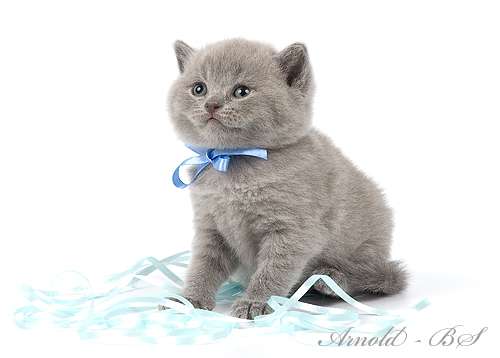 Решили купить котенка? У нас подрастают британские котята. 8-916-611-44-96 Решили купить котенка? У нас подрастают британские котята. 8-916-611-44-96