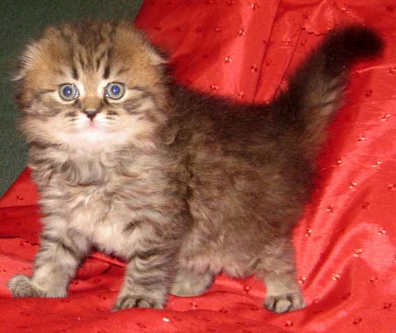 ШОТЛАНДСКОЕ ВИСЛОУХОЕ ОБЛАЧКО! КОТИК ХАЙЛЕНД- ФОЛД! ШОТЛАНДСКОЕ ВИСЛОУХОЕ ОБЛАЧКО! КОТИК ХАЙЛЕНД- ФОЛД!