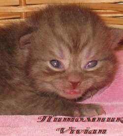  Британские шоколадный дым котята из питомника VIVIAN.