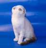 Шотландские котята редкого окраса шоколадный серебристый линкс пойнт 