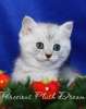 Британские котята окраса СЕРЕБРИСТАЯ ШИНШИЛЛА с зелеными глазками!