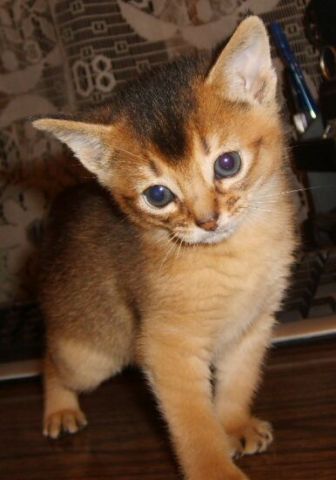 Абссинские котята Абссинские котята