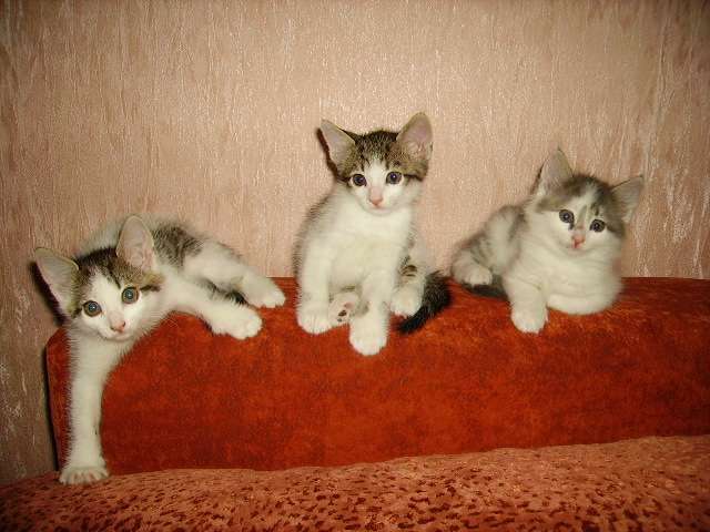 отдам в дар двух котят метисов отдам в дар двух котят метисов