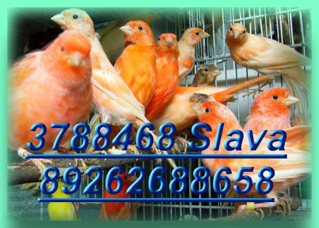 Канарейки продаю. Кенари певчие, цветные, хохлатые, любые. Клетки, корм, минералы. Канарейки продаю. Кенари певчие, цветные, хохлатые, любые. Клетки, корм, минералы.