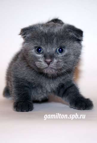 Шотландский вислоухий котенок. Мальчик. Скоттиш Фолд голубого окраса.