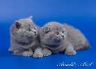 Шотландские короткошерстные плюшевые котята