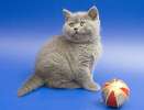 Британские котята классических окрасов.  8-916-611-44-96