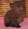  Британские  шоколадные котята  из питом. VIVIAN.