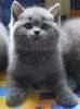Британские котята голубого окраса и черного