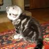 супервислоушка- чёрный серебристый котик с белым