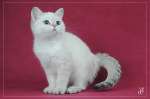 Британские котята, окраса голден-пойнт!