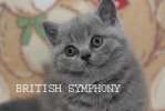 Британские котята из питомника  "British Symphony". Вязки.