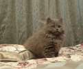 британский длинношерстный котенок (кот)