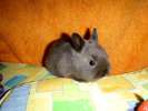 Домашний кролик голубой мардер