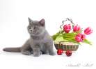 Британские котята классических окрасов.  8-916-611-44-96