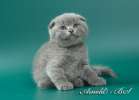 Кошки-вислоушки - сложенные ушки. Лиловые и голубые шотландские короткошерстные плюшевые котята