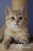 Британские Котята шиншиллы-самые драгоценные котята!!!