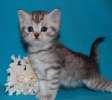 Британские котята - окрас (вискас) недорого 10 000 руб.