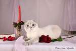 Обаятельный голубоглазый котик скоттиш-фолд ищет невесту 