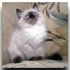 Клуб элитных кошек предлагает Сибирских-Невских маскарадных Котят