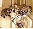 Бенгальские коты и кошки из Санкт-Петербурга
