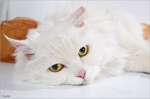 в дар Очень крупный, по-настоящему шикарный кот Снежок-метис турецкой ангорской