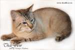 ТАЙСКИЙ кот приглашает на вязку кошечек (старотипный сиамский)