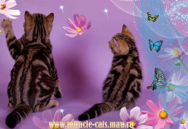 Рисунчатые  британские котята - роскошное  украшение Вашего дома !