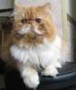 Персидский кот для вязок-опытный