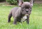 продается синий и шоколадного цвета маленькая собака, порода - французский бульдог