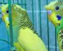 Хохлатые волнистые попугаи мальчики - самцы домашнего разведения. Клетки, корм, минералы. 