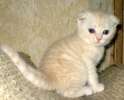 Вислоухий лимончик-шотландский котик