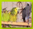 Птенцы больших, крупных  попугаев от заводчиков, из питомников Москвы и подмосковья. Канарейки. Клет