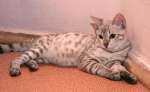 Бенгальский котенок редкого окраса