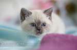 Британский котенок с яркими синими глазками
