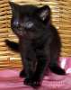 Британские клубные черные котята из питомника VIVIAN.