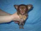 Чихуахуа коричневый щенок - супер-мини