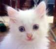 Пушистые белые ангорские котята, продаем недорого