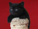 Роскошный британский котик окраса черный бархат