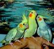 Кореллы - Нимфы . птенцы , взрослая птица.попугай способный к разговору и общению.