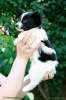 Шикарный щенок папийона из питомника ШЭР