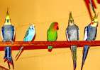 Волнистые попугаи редких окрасов; перламутровые, альбиносы, пёстрые, жёлтолицые, латиносы, с коричне